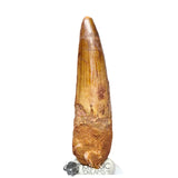 20179 - Nicely Preserved Large Spinosaurus aegyptiacus Dinosaur Tooth IN CATAWIKI AUCTION NOW