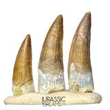 S261 - Set of 3 Juvenile Suchomimus tenerensis Spinosaurid Dinosaur Teeth - Finest Quality