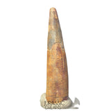 S487 - Nicely Preserved Ornithocheirid Pterosaur Tooth (cf Ornithocheirus sp) - Cretaceous Elrhaz Fm