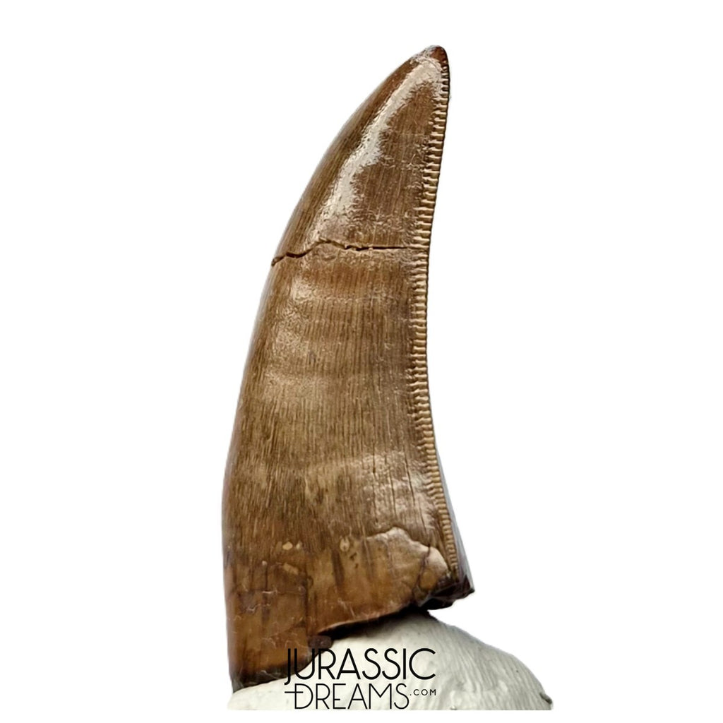 J566 - Tyrannosaur Dinosaur Tooth - Nanotyrannus sp - Late Cretaceous - Lance Creek Fm