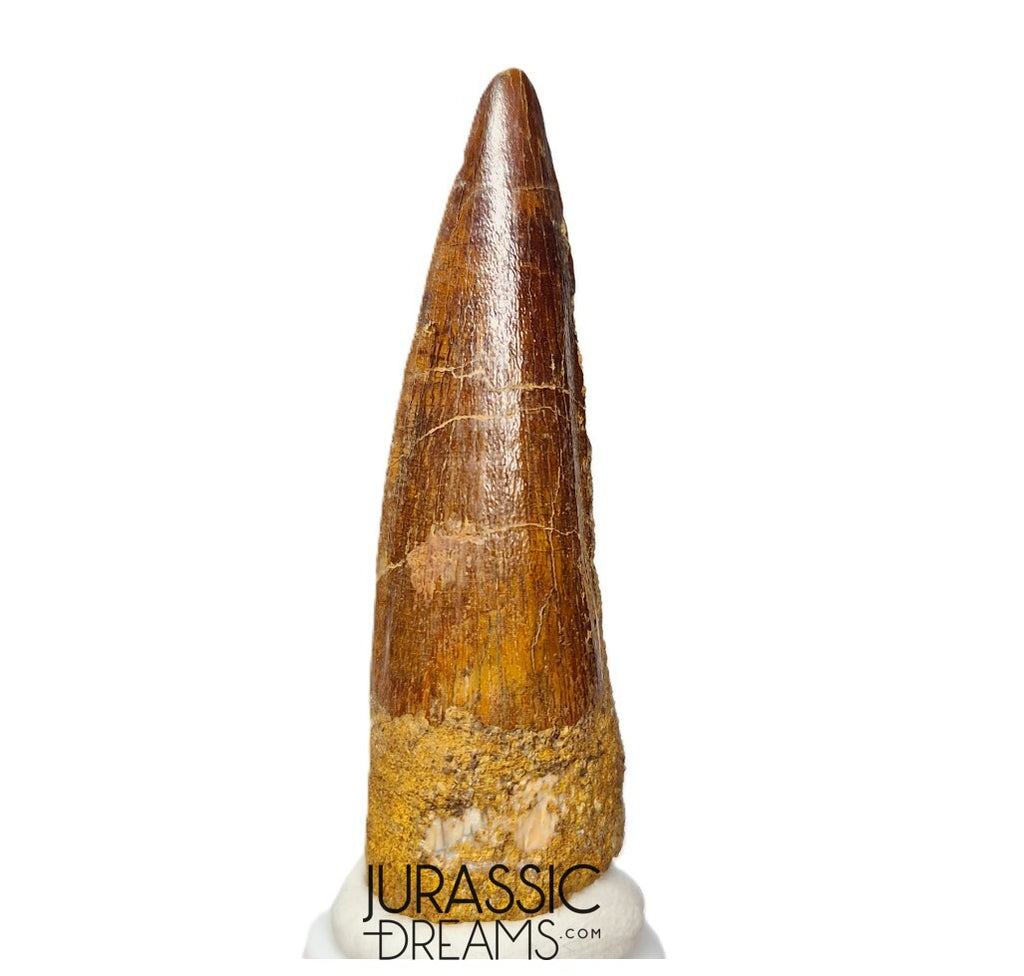 S191 - Nicely Preserved Spinosaurus aegyptiacus Dinosaur Tooth