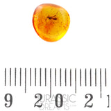 J09 - WASP Hymenoptera Fossil Inclusion Genuine BALTIC AMBER + HQ Picture