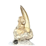 20143 - Nicely Preserved Suchomimus tenerensis Dinosaur Tooth in Natural Matrix IN CATAWIKI AUCTION NOW