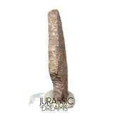 J193 - Exceedingly Rare Saltasaurus Titanosaur Egg Shell - Late Cretaceous Anacleto Fm