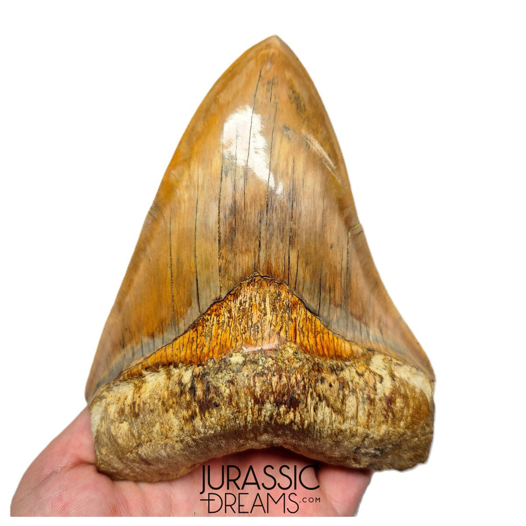 J496 - Gem Grade Huge Killer Megalodon Tooth from Rare Indonesia Location