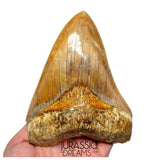 J496 - Gem Grade Huge Killer Megalodon Tooth from Rare Indonesia Location