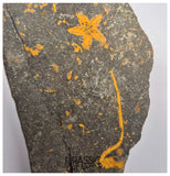 S257 - Nicely Preserved Petraster Ordovician Starfish + Carpoid - Tiouririne Formation