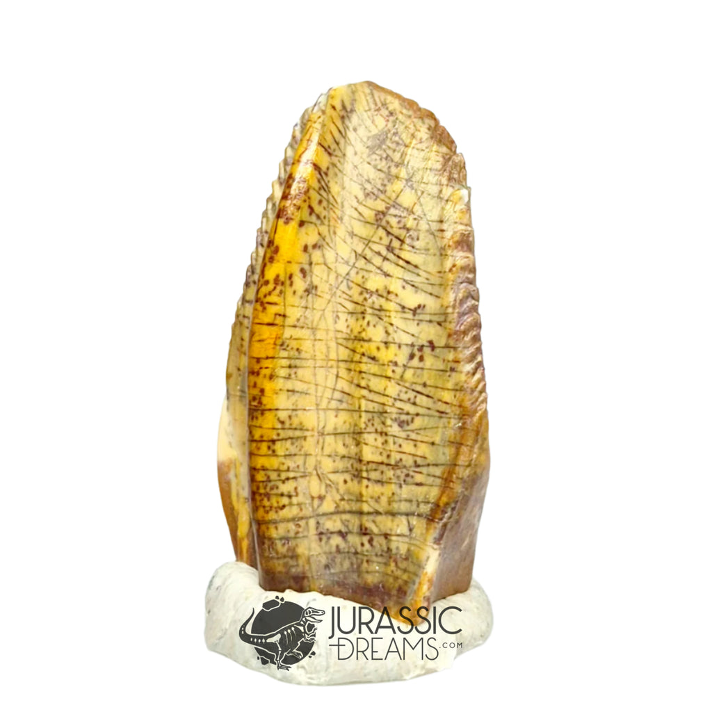 20020 -Exceedingly Rare Unidentified Basal Iguanodontian Dinosaur Tooth