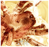 J14 - SPIDER Araneae Fossil Inclusion Genuine BALTIC AMBER + HQ Picture