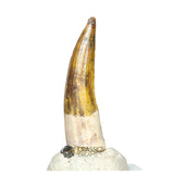 20127 - Nicely Preserved Suchomimus tenerensis Dinosaur Tooth IN CATAWIKI AUCTION NOW