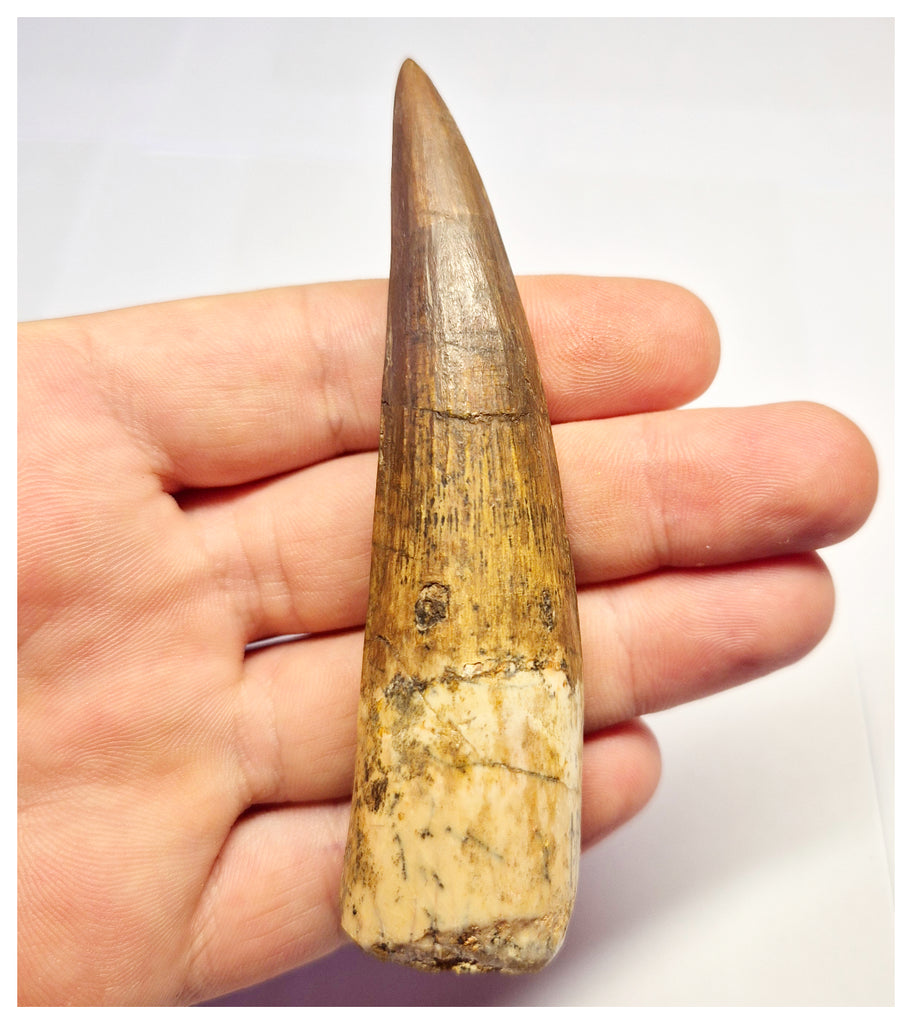 1370 - Huge Spinosaurus aegyptiacus Dinosaur Tooth - Cretaceous KemKem Beds