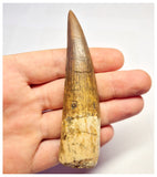 1370 - Huge Spinosaurus aegyptiacus Dinosaur Tooth - Cretaceous KemKem Beds
