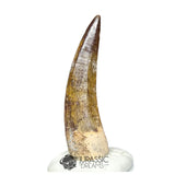20185 - Nicely Preserved Large Suchomimus tenerensis Dinosaur Tooth IN CATAWIKI AUCTION NOW