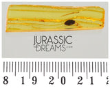 J24 - Large MARSH BEETLE Scirtidae Fossil Inclusion Genuine BALTIC AMBER + HQ Picture