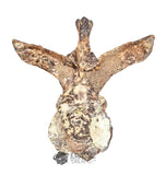 20189 - Rare Huge Jurassic Megalosaurid Theropod Dinosaur Dorsal Vertebra Bone