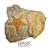 S83 - Nicely Preserved Petraster Ordovician Starfish Tiouririne Formation