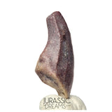 J204 - Top Rare Killer Unidentified Theropod Dinosaur Claw - Lower Cretaceous Elrhaz Fm