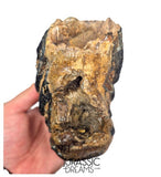 S338 - Nicely Preserved Huge Ice Age Woolly Mammoth (Mammuthus primigenius) Upper Molar Tooth