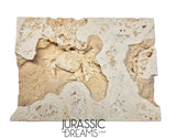 J381 - Finest Quality Fossil Crab (Potamon) Preserved in Travertine - Turkey Location