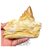 J483 - Nicely Preserved Basilosaurid cf Pappocetus (Whale Ancestor) Molar Tooth in Partial Dentary Bone