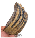 S338 - Nicely Preserved Huge Ice Age Woolly Mammoth (Mammuthus primigenius) Upper Molar Tooth