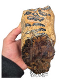 S338 - Nicely Preserved Huge Ice Age Woolly Mammoth (Mammuthus primigenius) Upper Molar Tooth