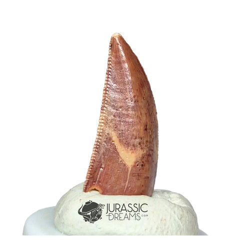 20218 - Gem Grade Abelisaurid Dinosaur Tooth - Cretaceous KemKem Beds IN CATAWIKI AUCTION NOW