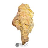 20237 - Exceedingly Rare Carcharodontosaurus saharicus Postorbital-Lacrimal Skull Bone