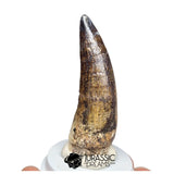 20525- Nicely Preserved Large Suchomimus tenerensis Dinosaur Tooth