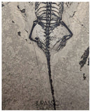 S230 - Nicely Preserved Keichousaurus hui Early Triassic Marine Reptile