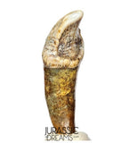 S397 - Nicely Preserved Huge Ice Age Cave Bear (Ursus spelaeus) Pre-Canine Tooth