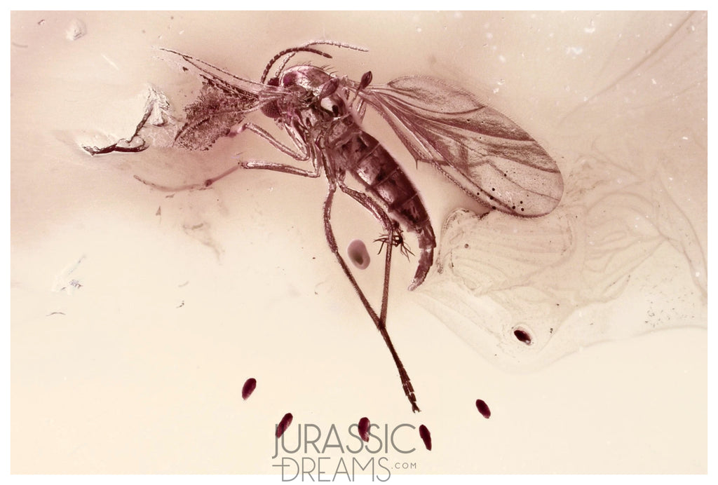 J432 - Museum Grade GNAT Sciaridae LAYING EGGS Fossil Inclusion Genuine BALTIC AMBER + HQ Picture
