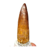 S393 - Nicely Preserved Spinosaurus aegyptiacus Dinosaur Tooth - Red Sanstone Beds