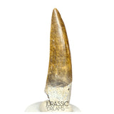 S62 - Finest Quality Suchomimus tenerensis Spinosaurid Dinosaur Tooth