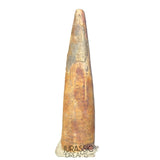 S487 - Nicely Preserved Ornithocheirid Pterosaur Tooth (cf Ornithocheirus sp) - Cretaceous Elrhaz Fm