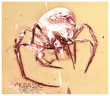 J17 - 2 SPIDERS Araneae Fossil Inclusion Genuine BALTIC AMBER + HQ Picture