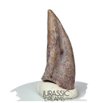 J185 - Rare Juvenile Spinosaurid Dinosaur (cf Suchomimus) Foot Claw - Elrhaz Fm