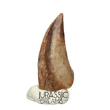 J177 - Top Rare Ornithocheirid Pterosaur Claw - Lower Cretaceous Elrhaz Fm