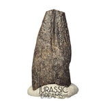 J336 - Rare Juvenile Spinosaurid Dinosaur (cf Suchomimus) Foot Claw - Elrhaz Fm