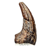 J115 - Top Rare Killer Alvarezsaurid Theropod Dinosaur Manus Claw - Lower Cretaceous Elrhaz Fm
