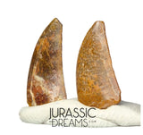 S199 - Set of 2 Nice Rare Kryptops palaios Abelisaurid Theropod Dinosaur Teeth - Elrhaz Fm