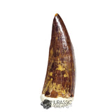 20506- Nicely Preserved Suchomimus tenerensis Dinosaur Tooth
