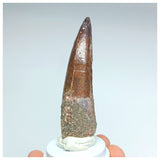 1053 - Gem Grade Spinosaurus aegyptiacus 3.14'' Dinosaur Tooth KemKem Beds