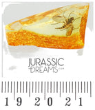 J27 - PREDATORY SNIPE FLY Rhagionidae RHAGIO Fossil Inclusion Genuine BALTIC AMBER + HQ Picture