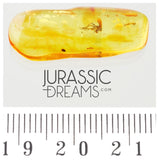 J18 - SUPERB Looking DAGGER FLY Empididae Fossil Inclusion Genuine BALTIC AMBER + HQ Picture