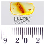 J391 - Museum Grade Midge LAYING EGGS & APHID Fossil Inclusion Genuine BALTIC AMBER + HQ Picture