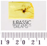 J10 - Large Nice ANT Formicidae Fossil Inclusion Genuine BALTIC AMBER + HQ Picture