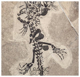 S289 - Interesting Genuine Partially disarticulated Keichousaurus hui skeleton Early Triassic Marine Reptile