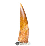 20195 - Nicely Preserved Large Spinosaurus aegyptiacus Dinosaur Tooth IN CATAWIKI AUCTION NOW