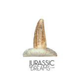 S219 - Top Rare Dromaeosaurid Raptor Theropod Dinosaur PREMAXILLARY Tooth - Judith River Fm